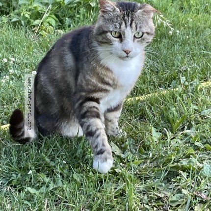 Photo 1/1 Chat trouvé Trouvé à Ste Foy De Peyrolieres