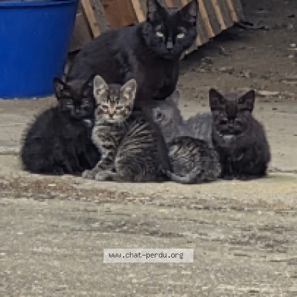 Photo de chat trouvé à Plumaugat