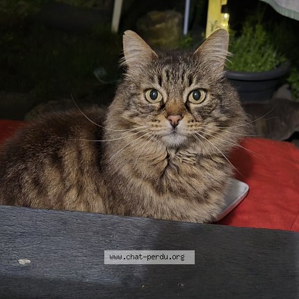 Photo 1/1 Chat trouvé Trouvé à Lorient