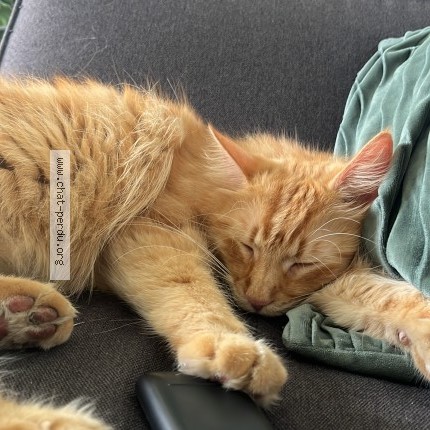 Photo de chat perdu à Toulouse
