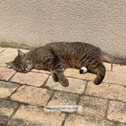 Photo 1/1 Tchoupi Chat perdu à Vernaison