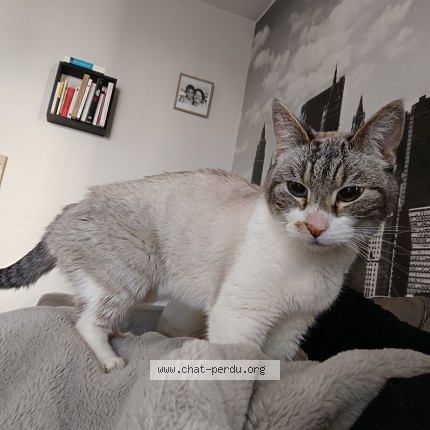 Photo 1/1 Chat retrouvé Perdu à Sainte Cecile Camiers