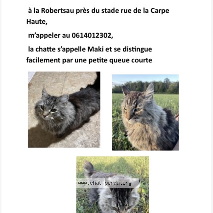 Photo 1/1 Maki Chat perdu à Strasbourg