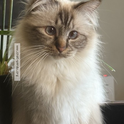 Photo de chat perdu à Issy Les Moulineaux