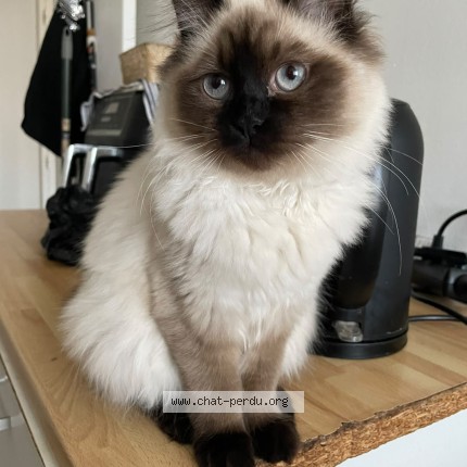 Photo de chat perdu à Nantes