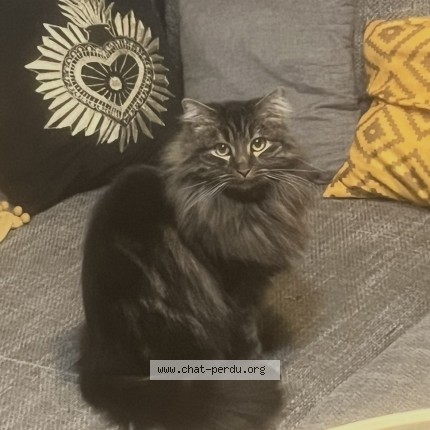 Photo 1/1 Mowgli Chat perdu à Montpellier