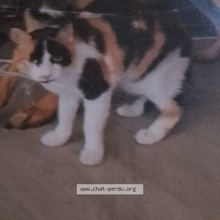 Photo de chat perdu à Montrejeau