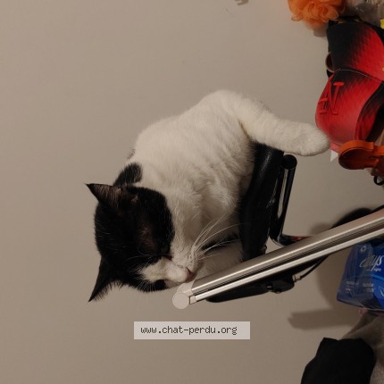 Photo de chat retrouvé à Dammartin En Geole