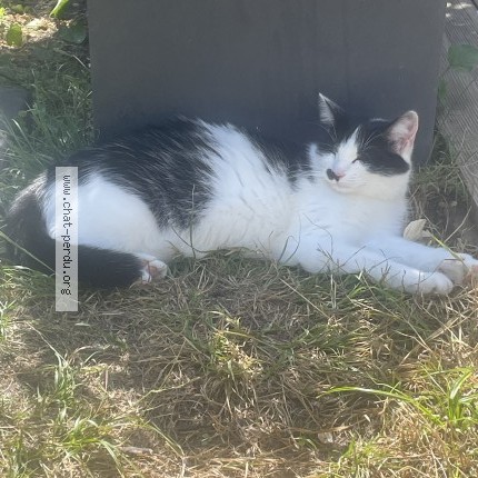 Photo 1/1 chakchouka Chat perdu à Bordeaux