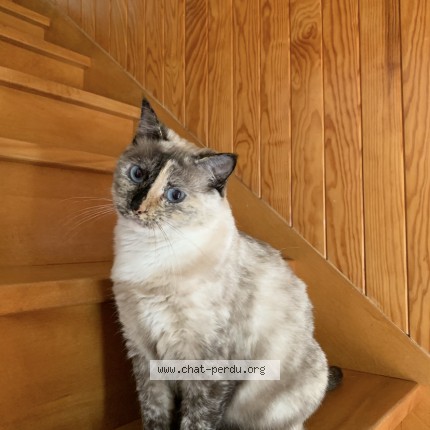 Photo de chat perdu à Tours