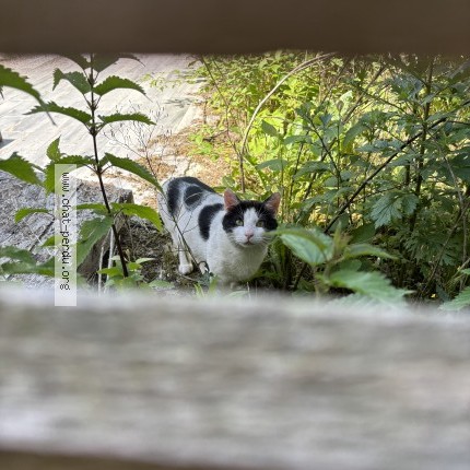 Photo 1/1 Chat trouvé Trouvé à Langres