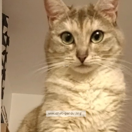 Photo de chat perdu à St Georges Les Baillargeaux