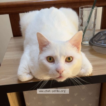 Photo de chat perdu à Cabariot