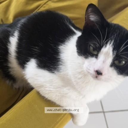 Photo de chat perdu à Rosny Sous Bois