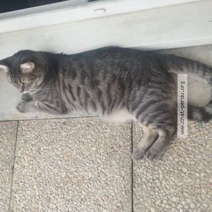 Photo de chat perdu à Creil