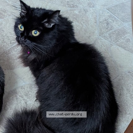 Photo de chat perdu à Tourcoing