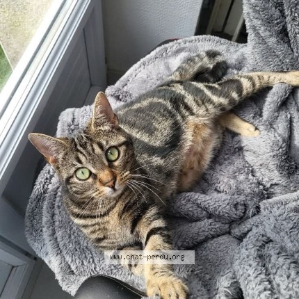 Photo de chat perdu à Plouzane