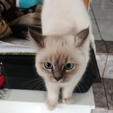 Simba