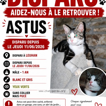 Photo de chat perdu à Leuhan