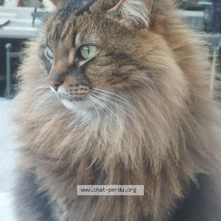Photo de chat perdu à Toulouse Charles Geniaux