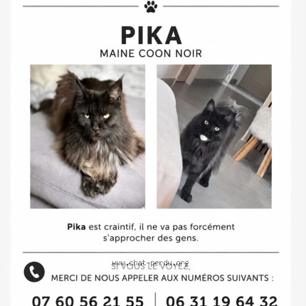 Photo 1/1 pika Chat perdu à Saint Martin