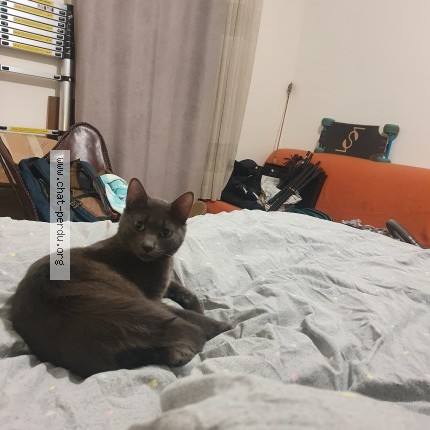 Photo de chat retrouvé à Loudenvielle