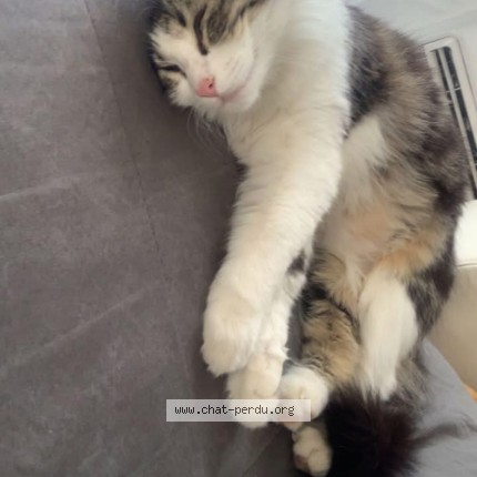 Photo de chat perdu à Torreilles