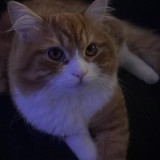 charlie