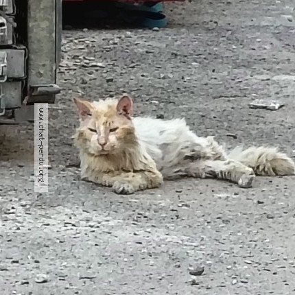 Photo de chat trouvé à Strasbourg