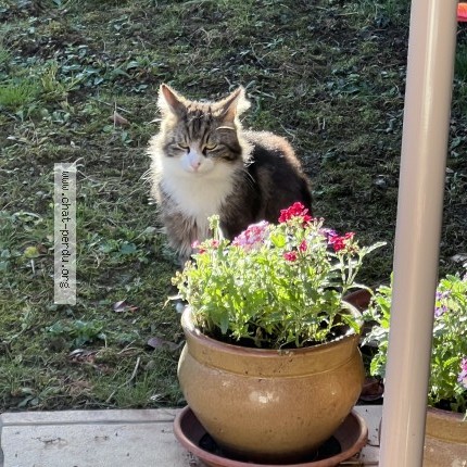 Photo 1/1 Chat trouvé Trouvé à Le Coudray