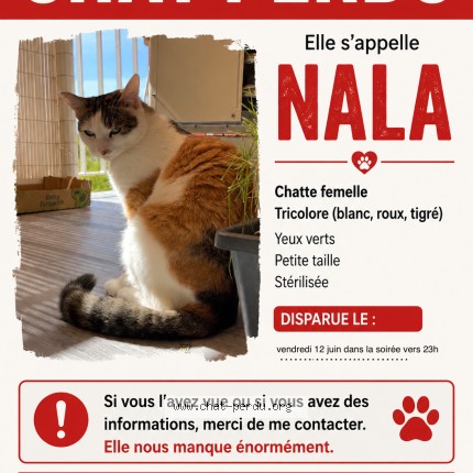 Photo 1/1 nala Chat perdu à Montpellier