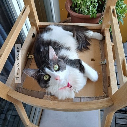 Photo 1/1 zina Minette Chat perdu à Villeneuve La Garenne