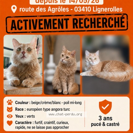 Photo 1/1 Dewey Chat perdu à Lignerolles