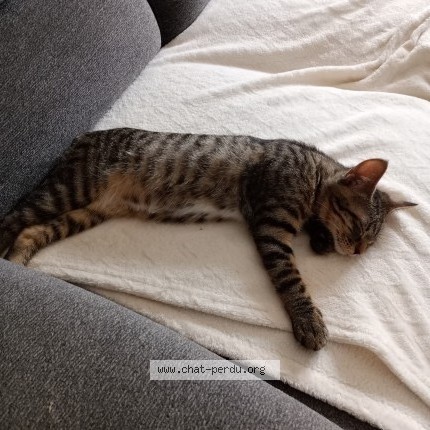 Photo 1/1 bella Chat perdu à Courcelles Sur Seine