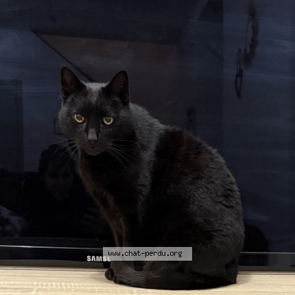 Photo 1/1 Angelo Chat perdu à Nogent Le Phaye