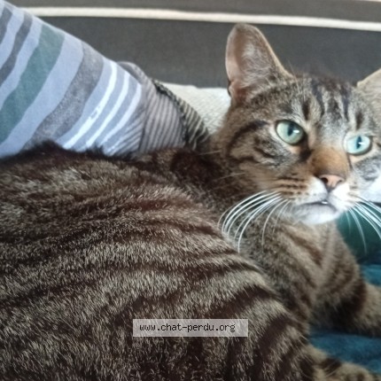Photo 1/1 Chat trouvé Trouvé à Faches Thumesnil