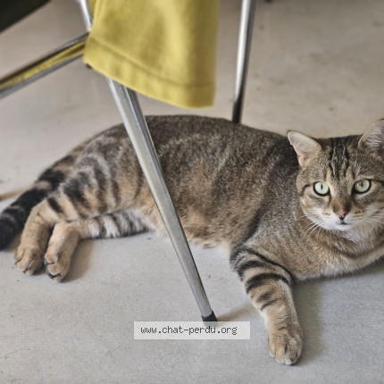 Photo 1/1 Chat retrouvé Perdu à Chazelles Sur Lyon
