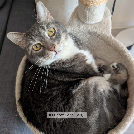 Photo de chat perdu à Cherisy