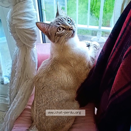 Photo de chat perdu à Saint Jean Des Champs