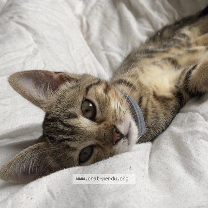Photo de chat perdu à Arcis Sur Aube