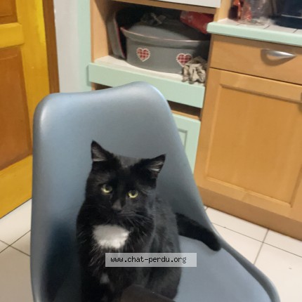 Photo de chat perdu à Allonnes