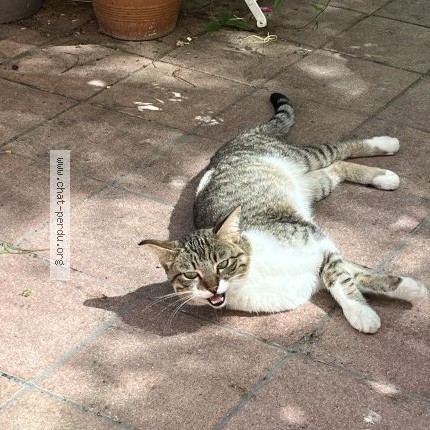 Photo 1/1 Chat trouvé Trouvé à Oullins