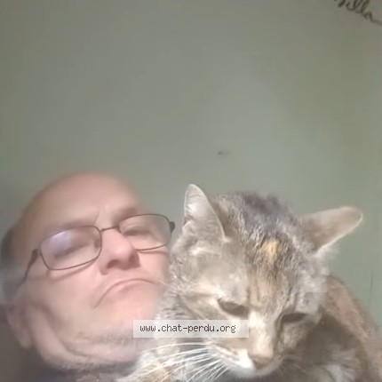 Photo 1/5 Tigresse Chat perdu à Egriselle Le Bocage