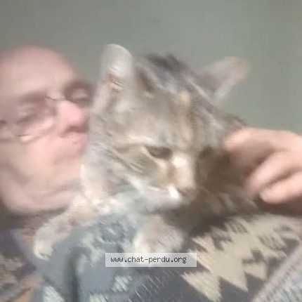 Photo 2/5 Tigresse Chat perdu à Egriselle Le Bocage