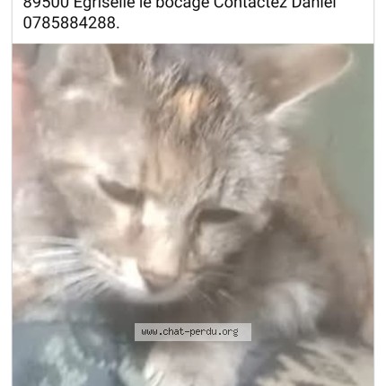 Photo 5/5 Tigresse Chat perdu à Egriselle Le Bocage