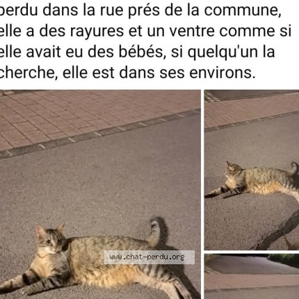 Photo 1/1 princesa Chat perdu à Soleuvre