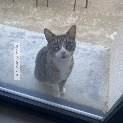 Photo de chat trouvé à Feyzin