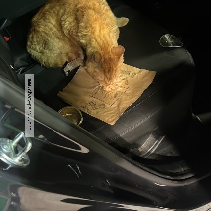 Photo de chat trouvé à Paris