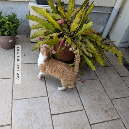 Photo 1/1 vanille Chat perdu à Orval