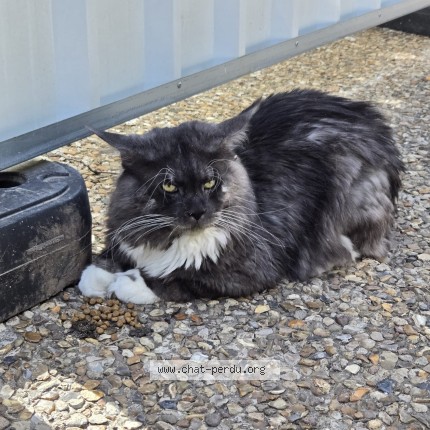 Photo de chat trouvé à Courbevoie